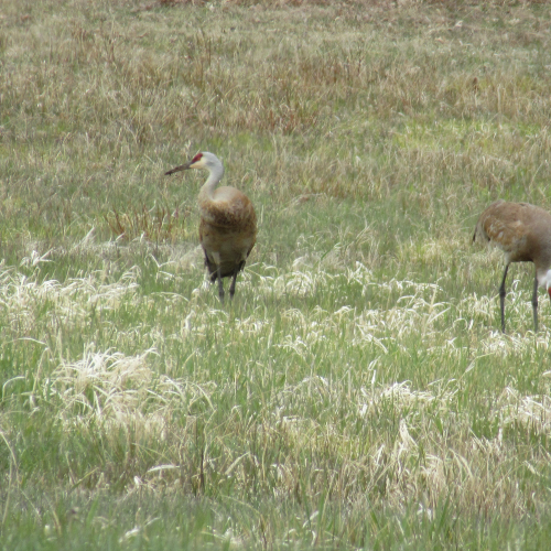 Sandhill Cranes 