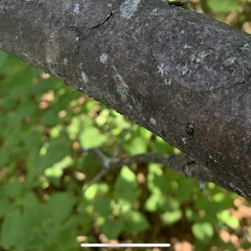 Grey Tree Frog