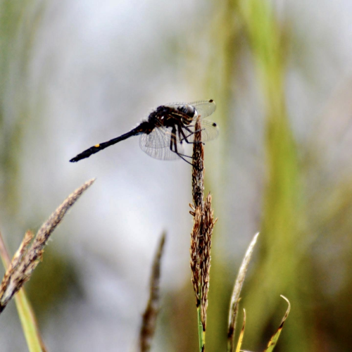 Darling Dragonfly