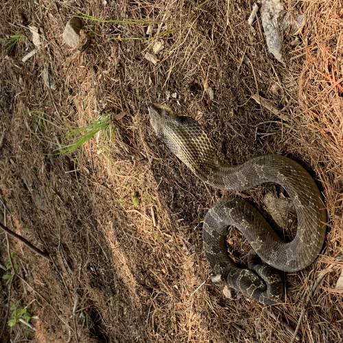 Eastern Hognose Snake