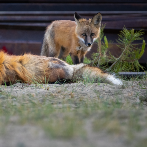 Moms Nap