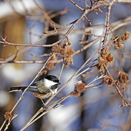 Chickadee And Burrs