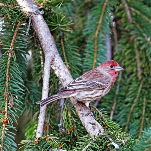Male House Finch In Fall