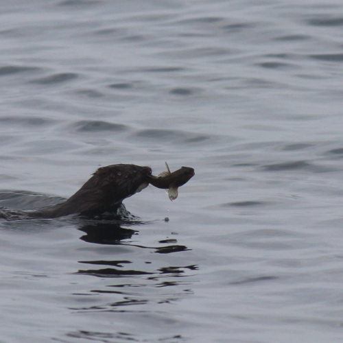 Diving for dinner