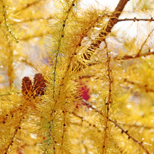 Tamarack Gold