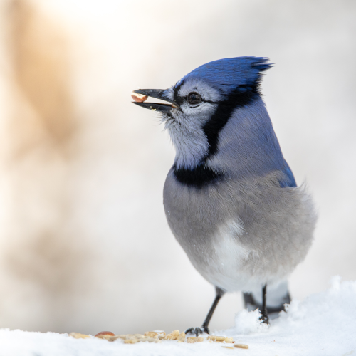 Blue Jay's favorite snack