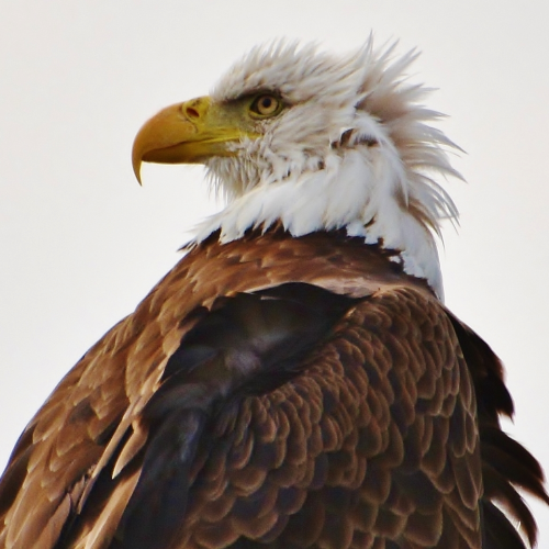 Eagle Eyed