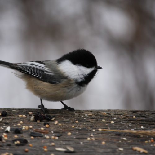 Wildlife in Whitemud