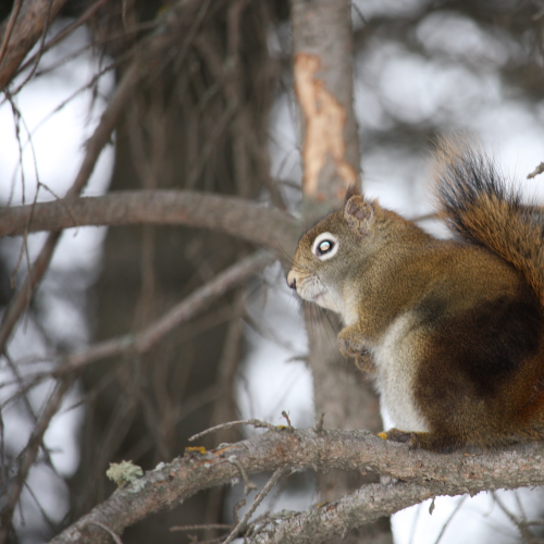 Wildlife in Whitemud