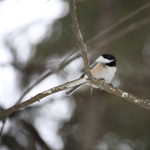 Wildlife in Whitemud