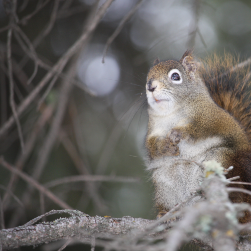 Wildlife in Whitemud
