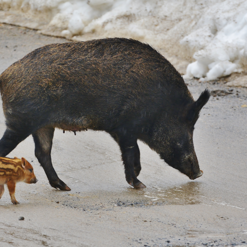 Little Family