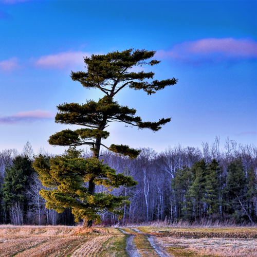 Windswept Pine