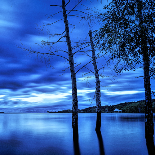 Flooded Birches