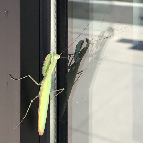Mantis Reflections