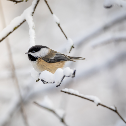 Black Capped Chickadee hugged by snow
