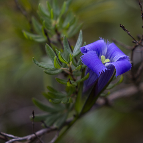 Greater Fringed Gentian