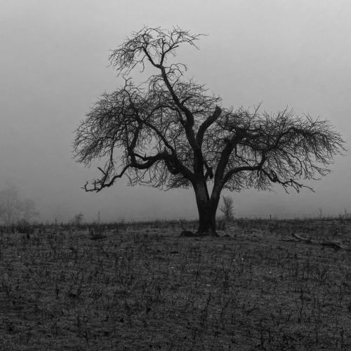 TREES AND FOG