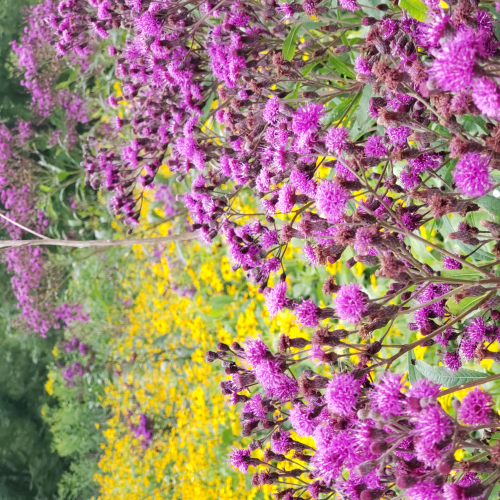 Explosion of colours