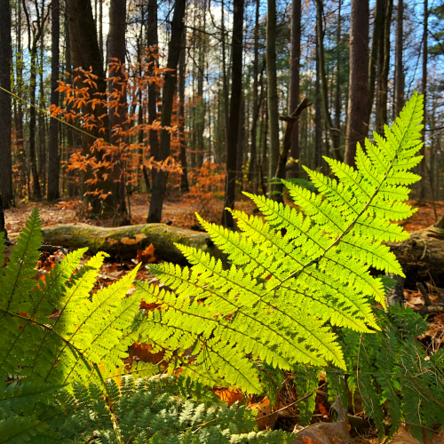 Late Autumn Ferns