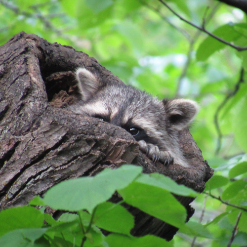 Raccoon