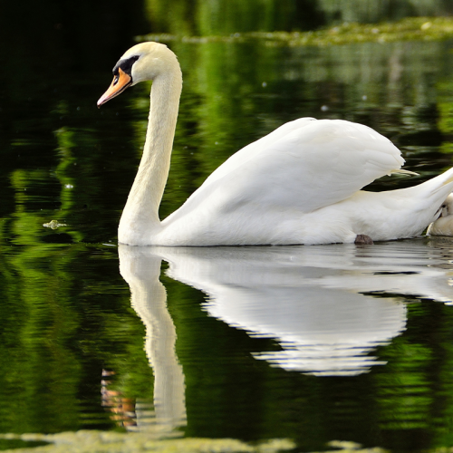 Swan Family!