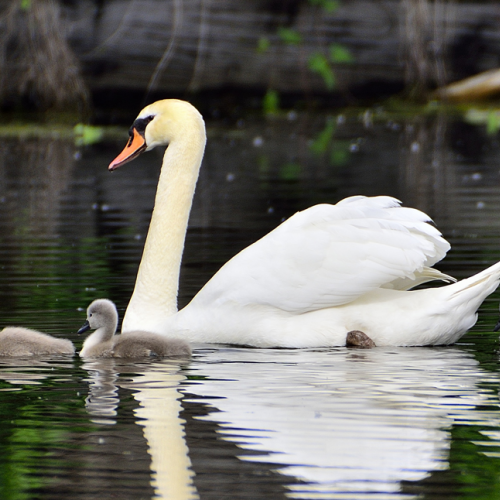 Swan Family!