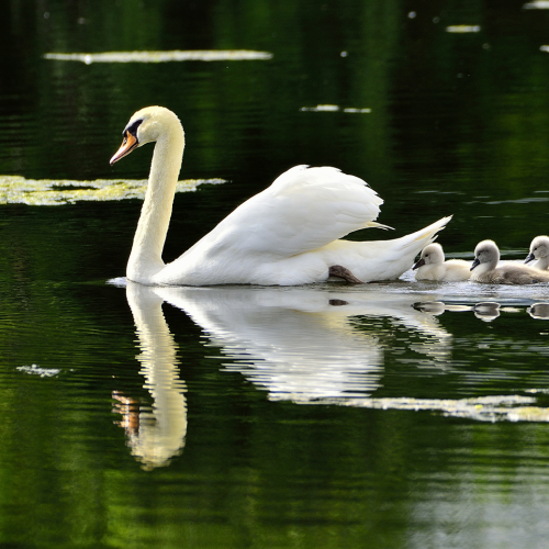 Swan Family!