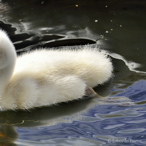 Cygnet