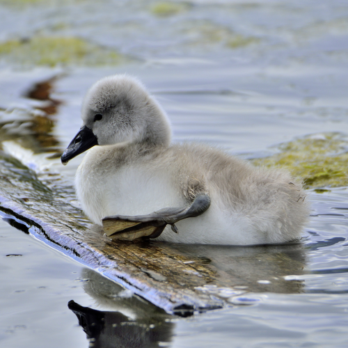 Cygnet