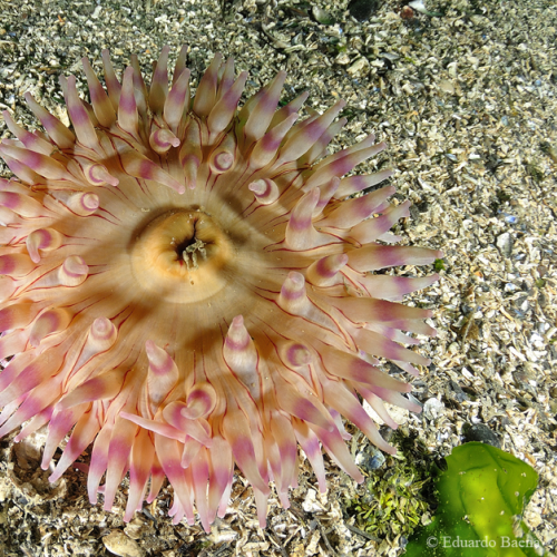 Sea Anemone