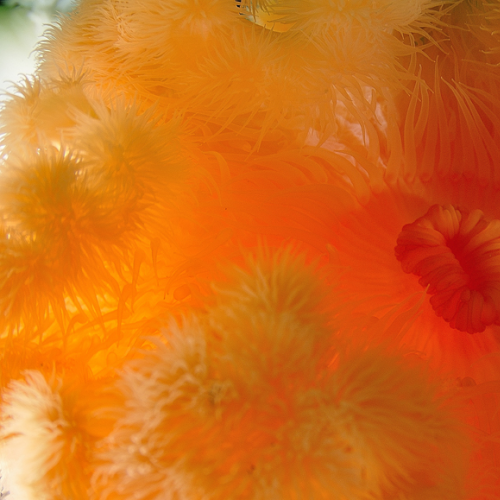 Sea Anemone