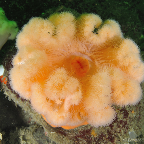 Sea Anemone