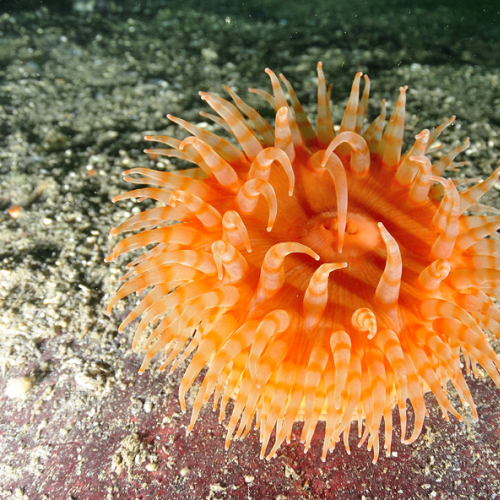 Sea Anemone