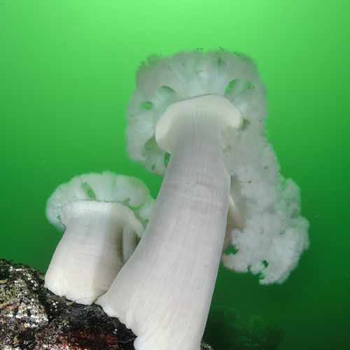 Giant White Plumose Anemone
