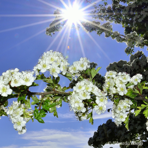White hawthorn