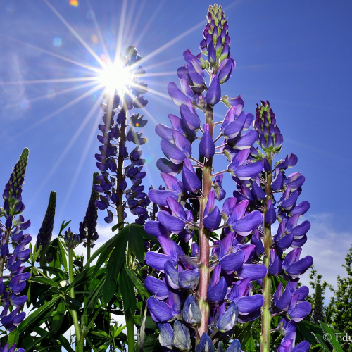 Lupins!