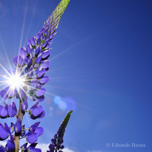Lupins!