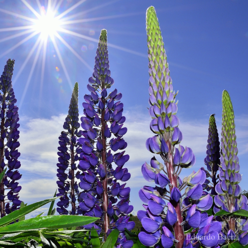 Lupins!