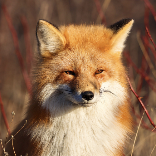 Red fox