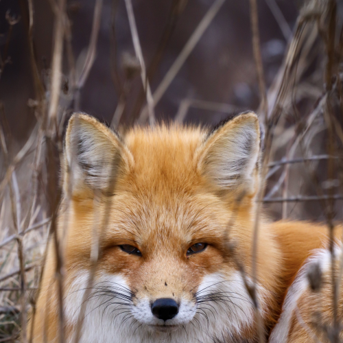 Red fox