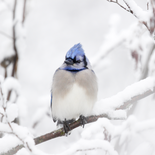 Blue jay 