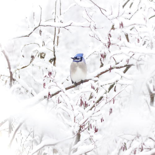 Blue jay 