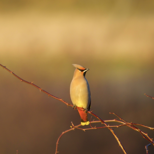 Bohemian waxwing 