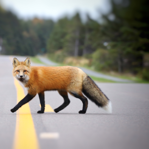 Red fox 