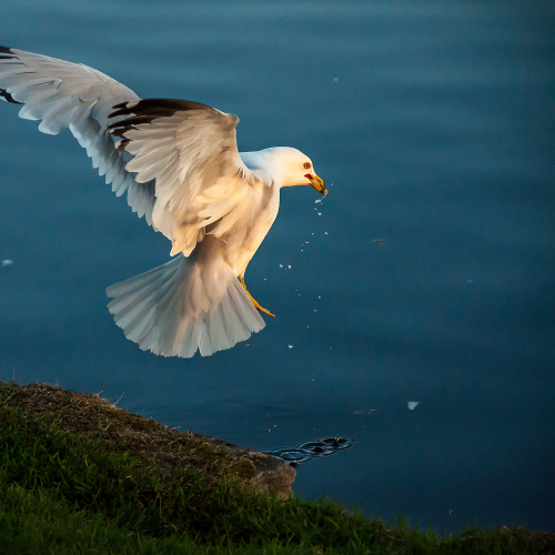 Seagull Landing