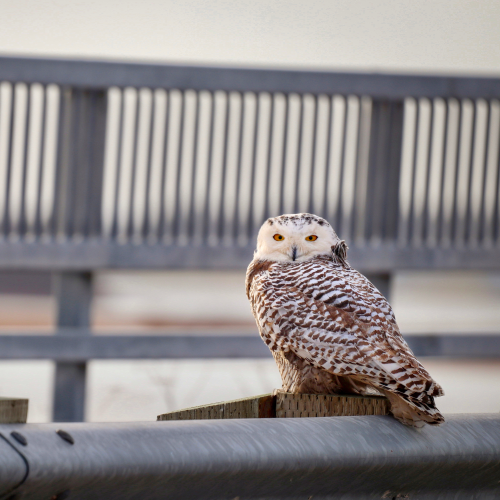 Snowy owl