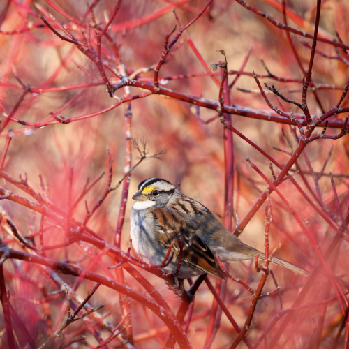 White throated sparrow 