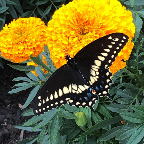 Black Swallowtail and Marigold