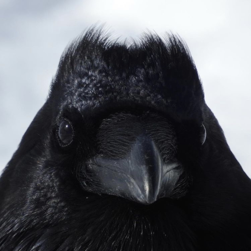 Roadside Raven